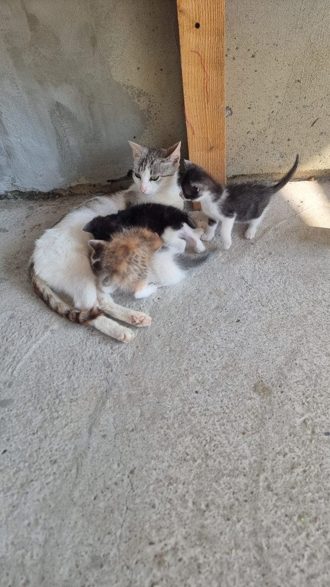 Donez 4 pui de pisica si pe mama lor