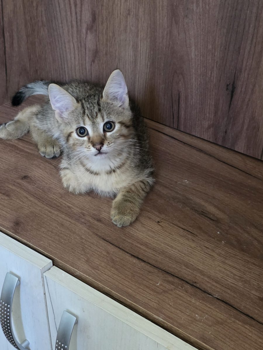 Dacă vă gândeați să adoptați doi pisoi, noi suntem echipa perfectă