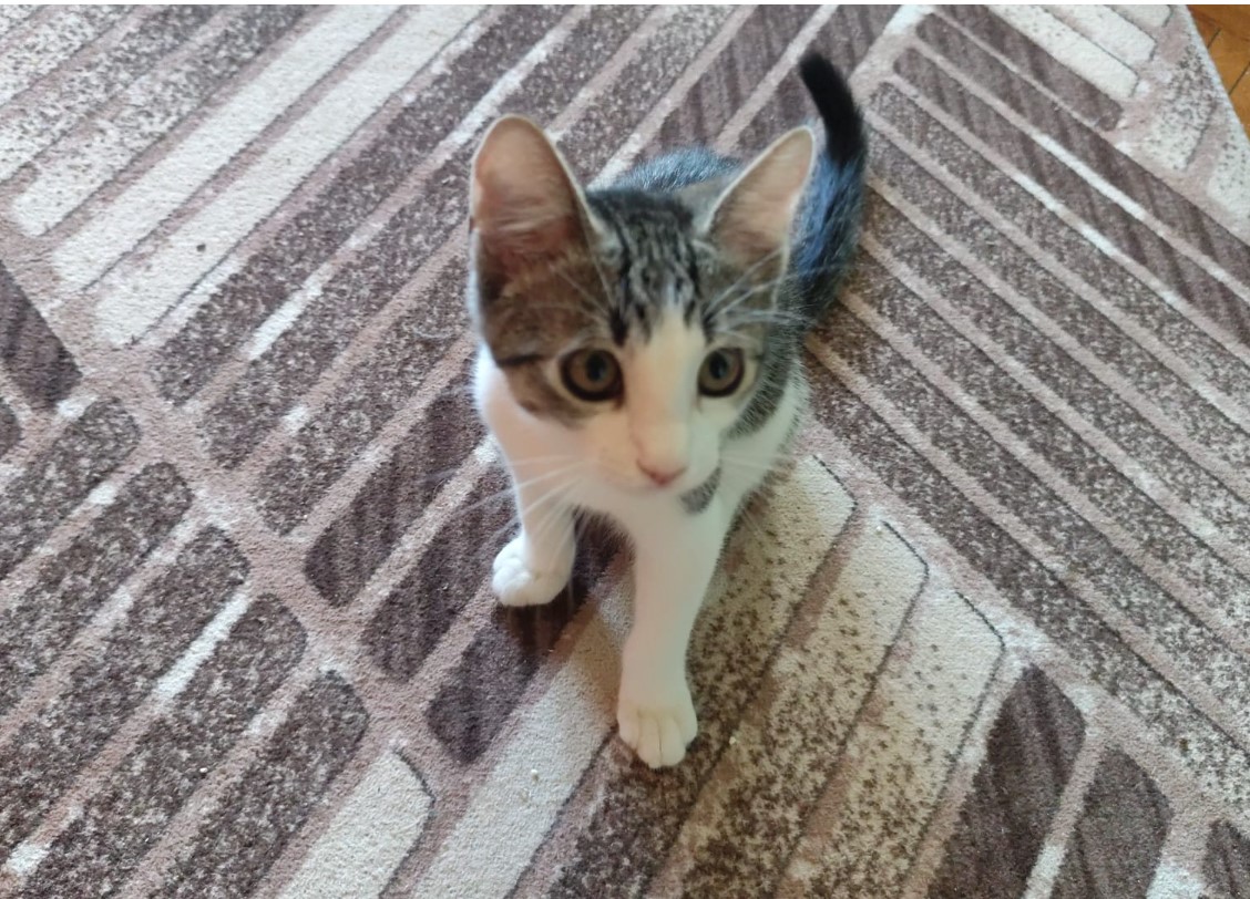 motanel pentru adoptie