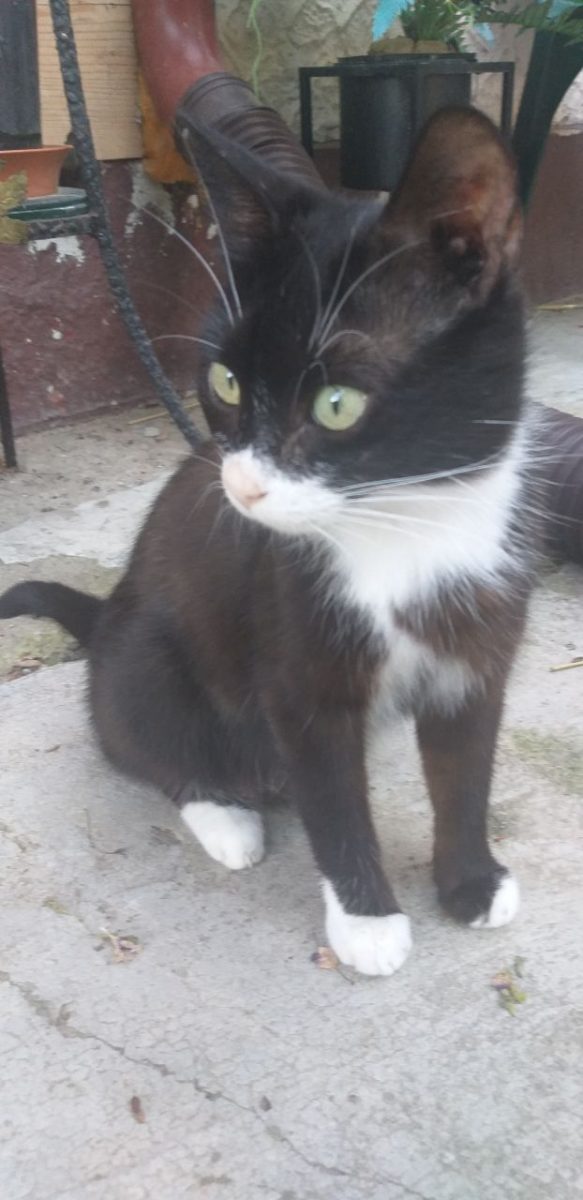 Ofer spre adoptie pisicute dragalase