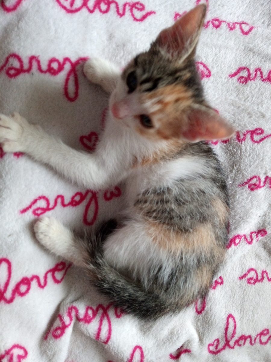 pisoi femela calico