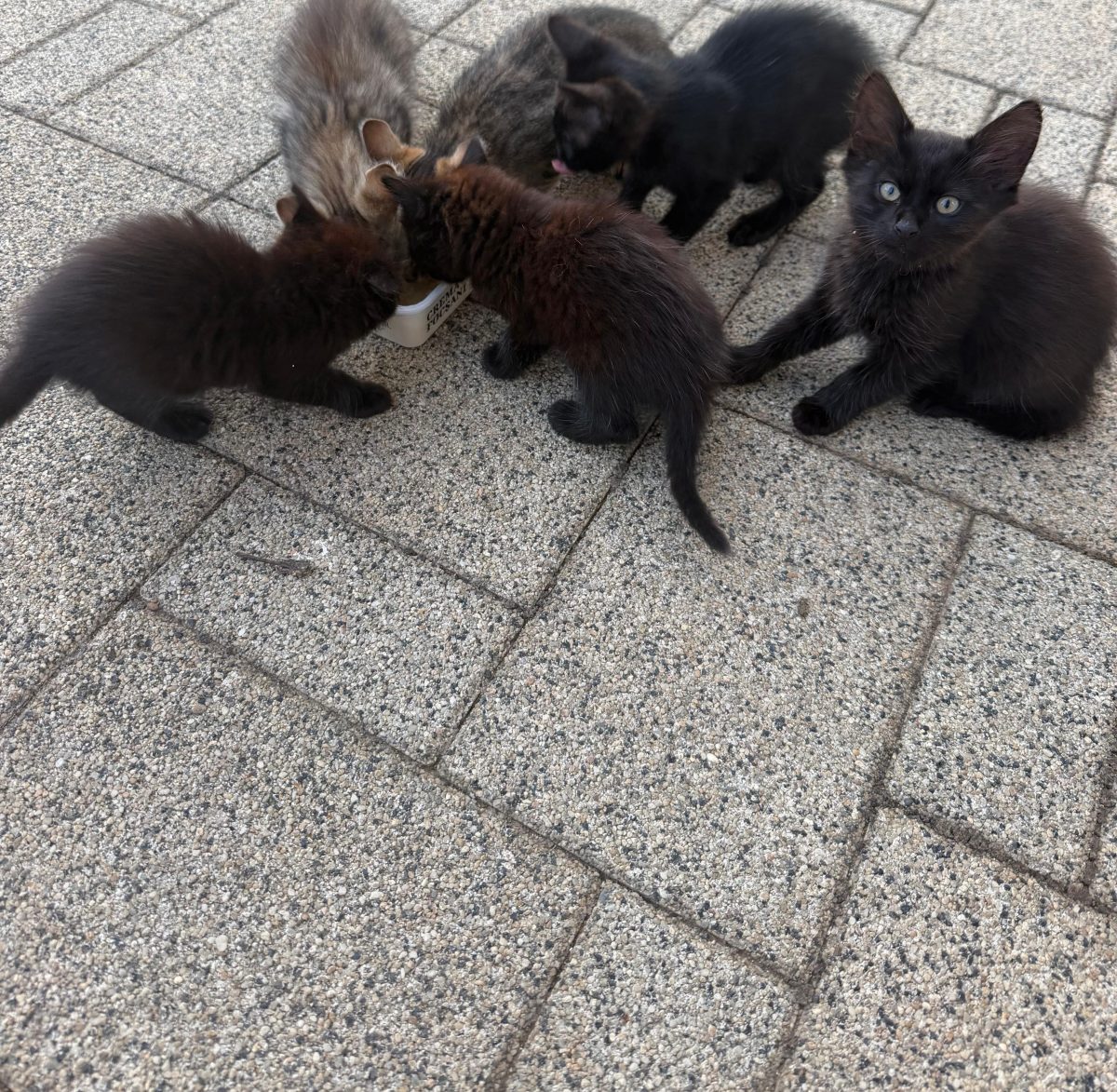 Pisica neagră norocoasă – spre adopție!