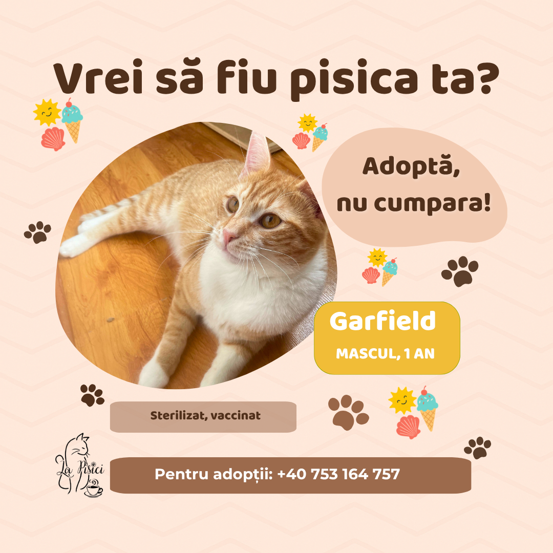 🐾 GARFIELD caută o familie pentru totdeauna 🐾