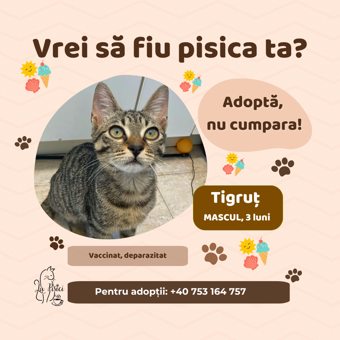 🐾 TIGRUȚ caută o familie pentru totdeauna 🐾