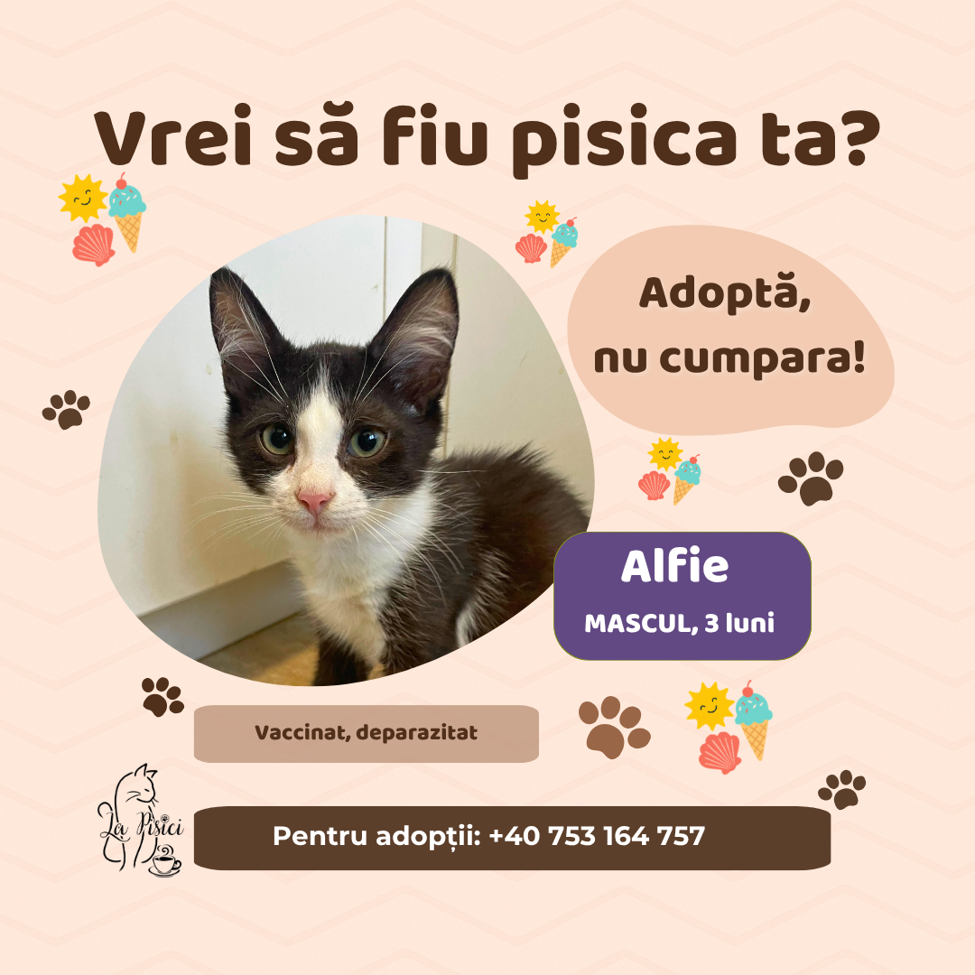 🐾 ALFIE caută o familie pentru totdeauna 🐾