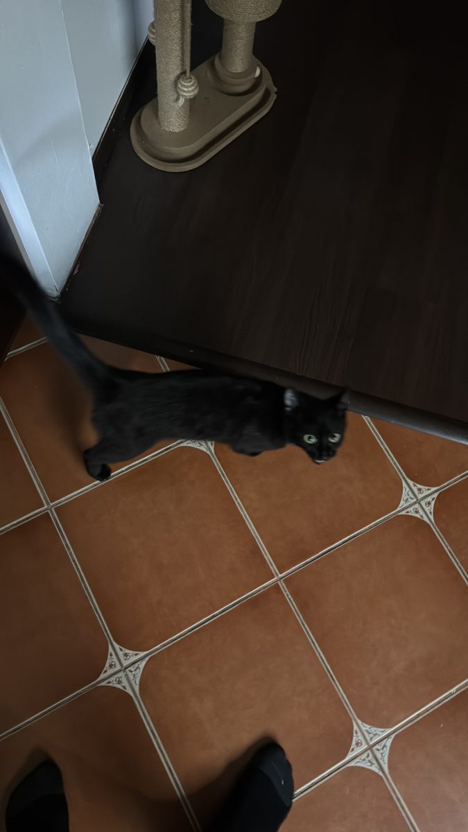 Dau motan sper adopție