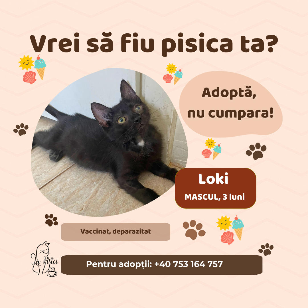 🐾 LOKI caută o familie pentru totdeauna 🐾
