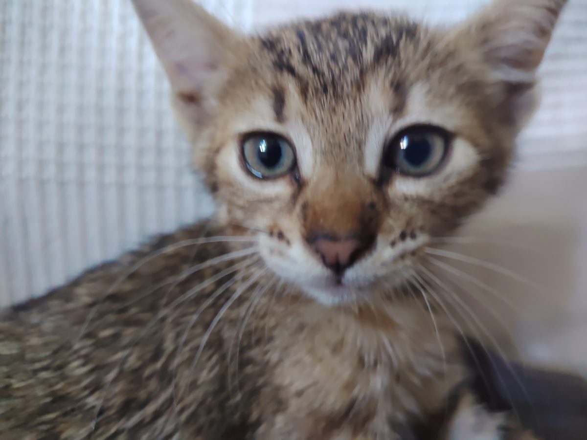 Dau spre adoptie pui de pisica
