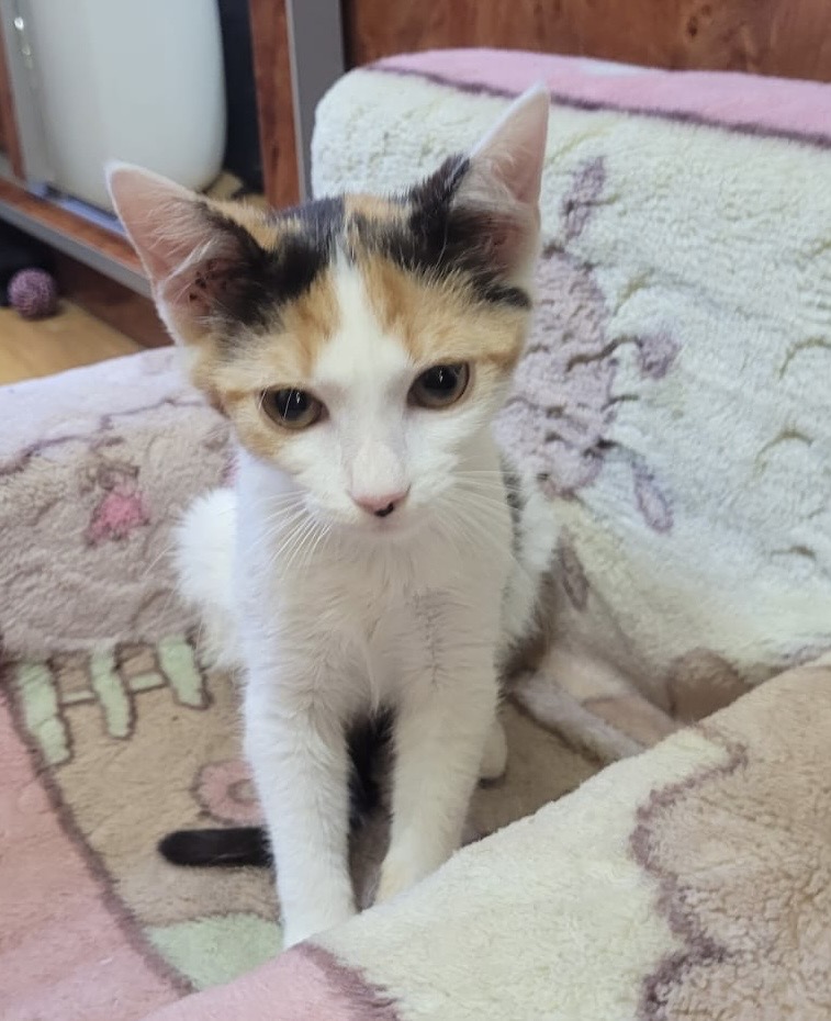Curioasa Maffin asteapta sa o iei acasă!😻😻😻
