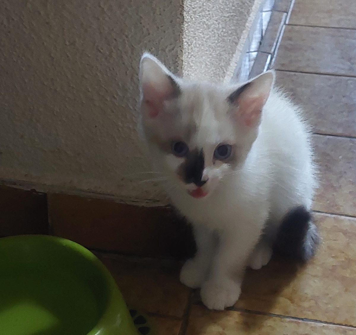Pui de pisica adorabili spre adopție respinsabila