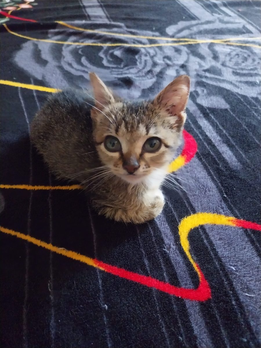 Motănelul Mogly
