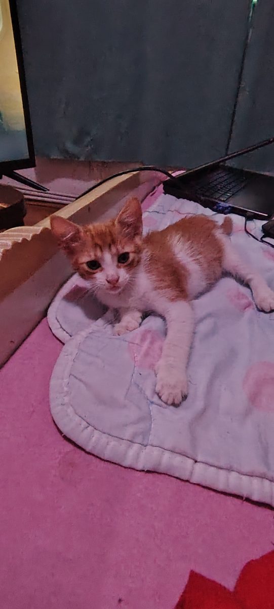 Bună! Am doi pui de pisică pe care aș vrea să îi dau spre adopție