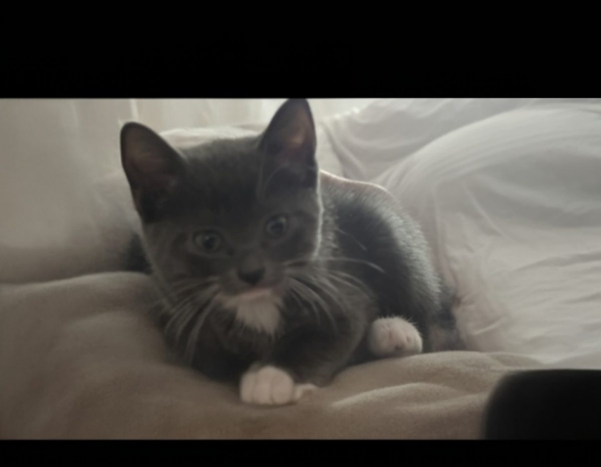 Pisicuță spre adopție