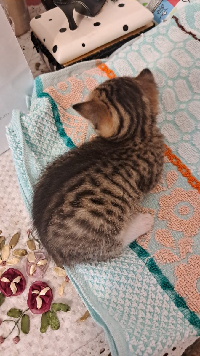 Otto, blând și scump