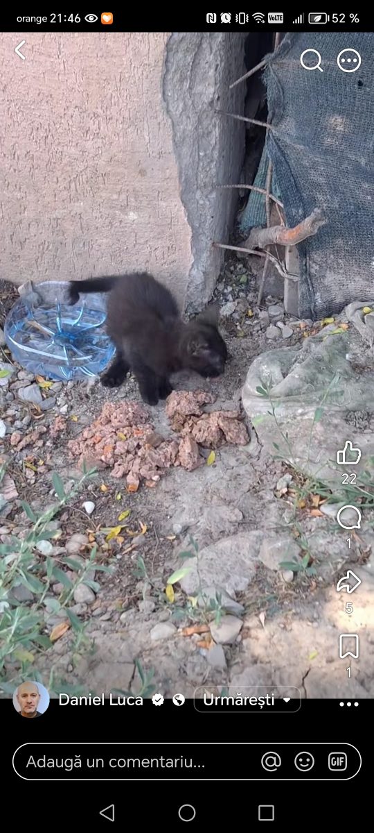 Doua surioare cauta căsuțe in Bucuresti