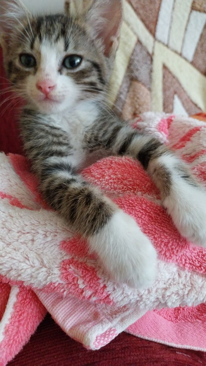 Motănel frumușel 2 luni pt adopție