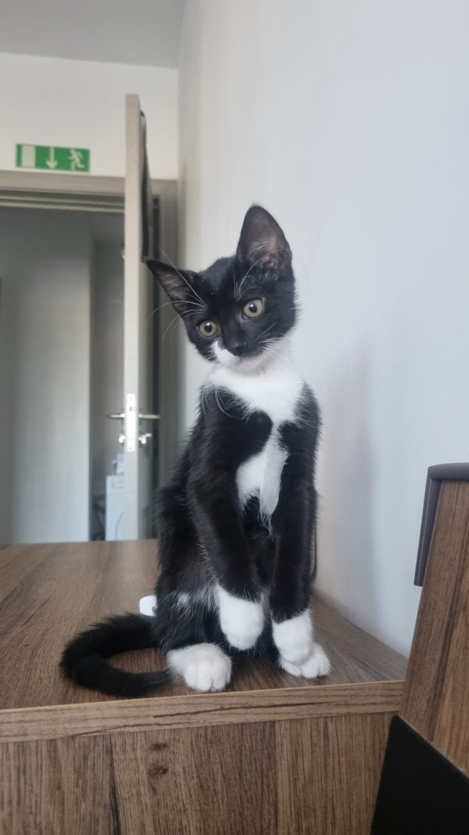 Pisică Tuxedo