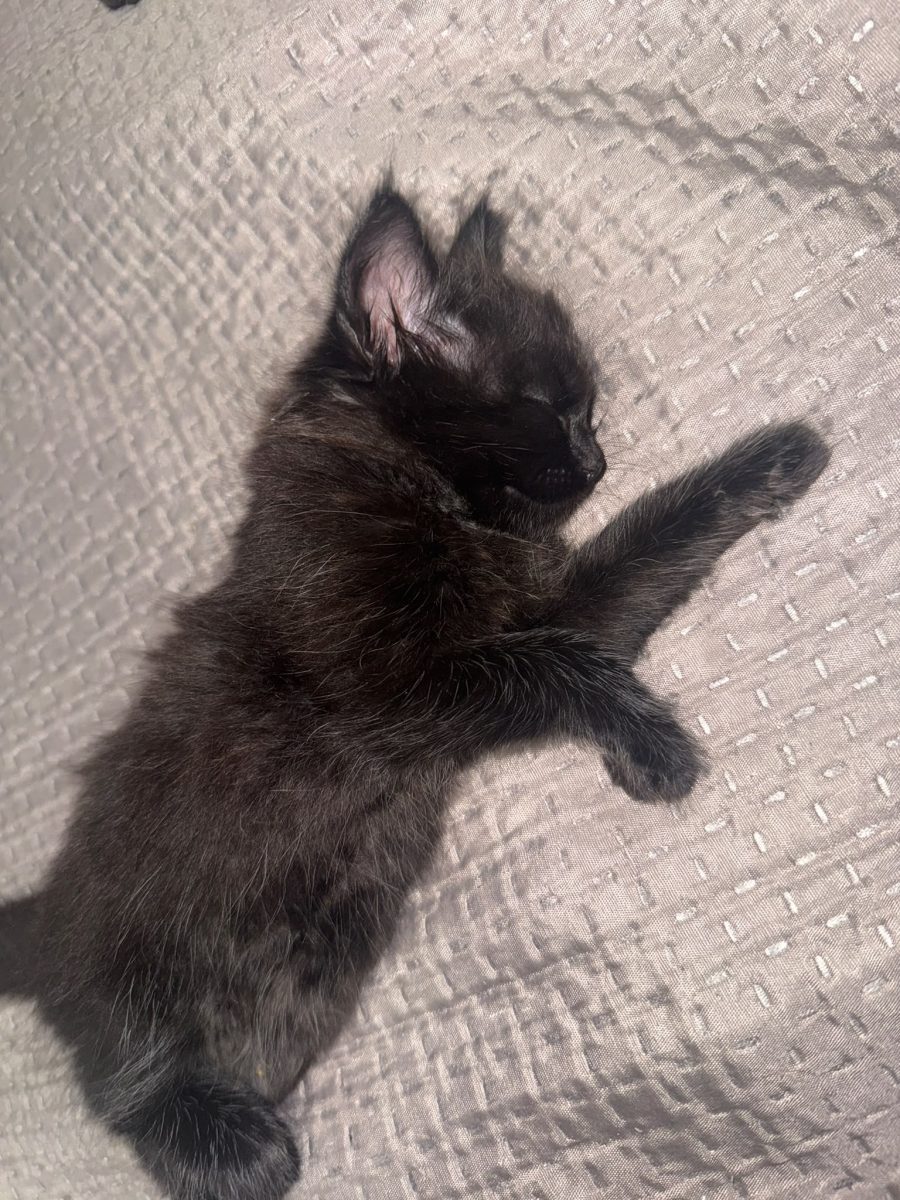 Pisoiasi pentru  adoptie