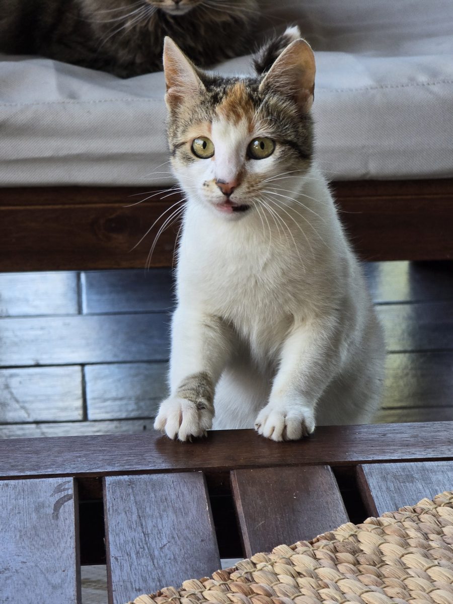 Adoptie pisicuta – Banesti, Prahova