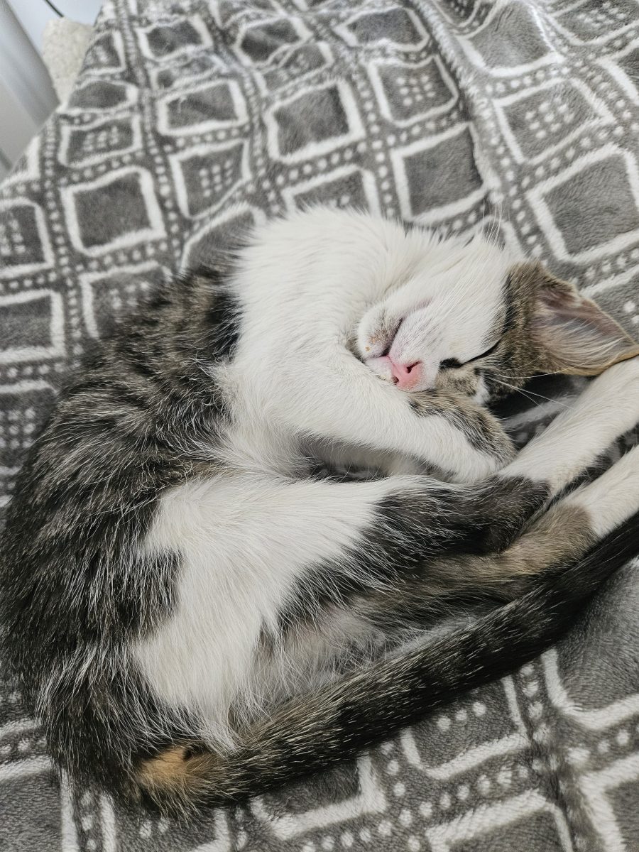 Motănel pentru adopție – Urgență
