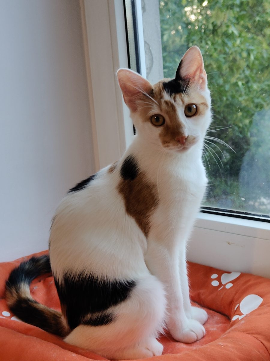 Lilly-dulce calico