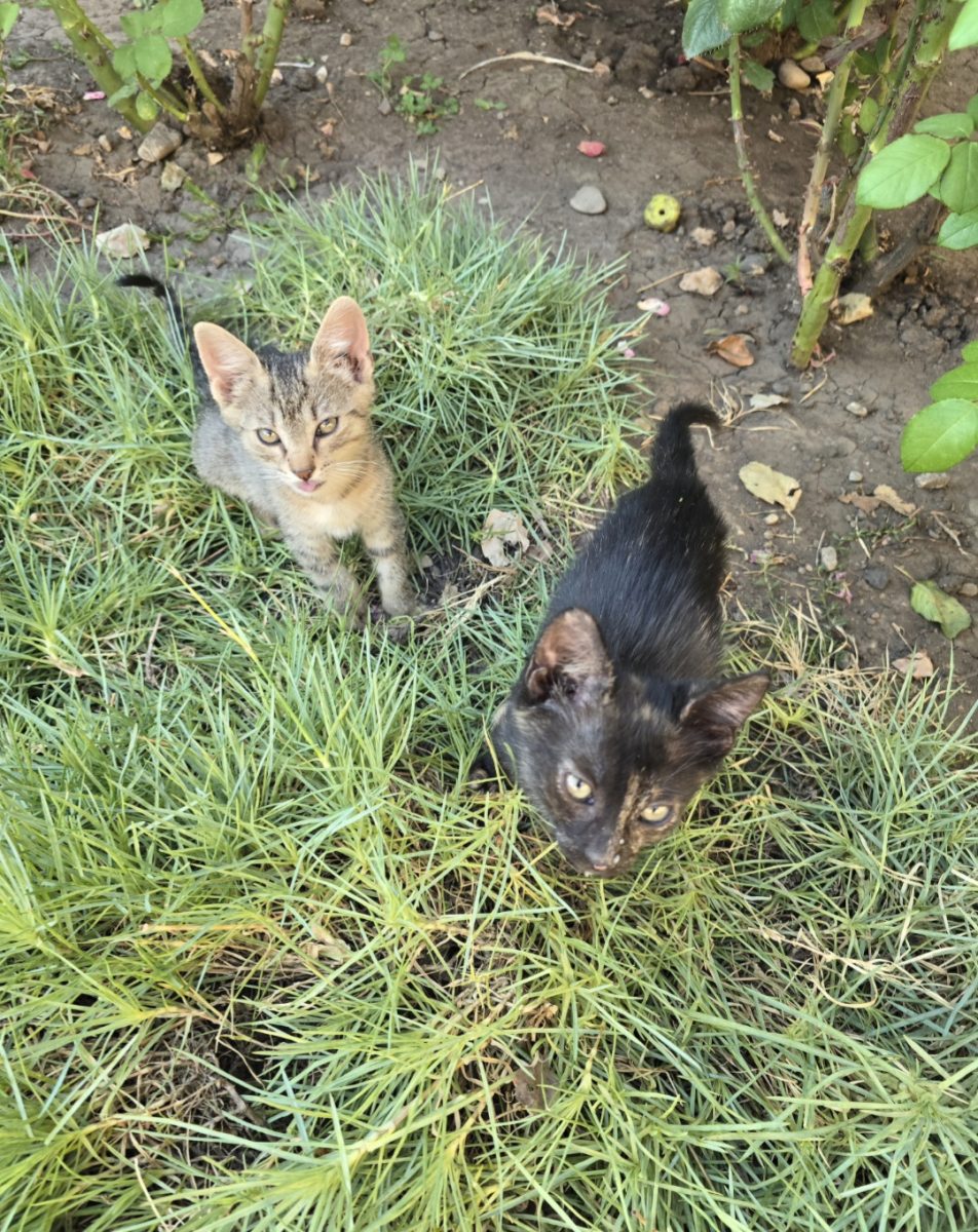 Astra (tortie) si Nabi (tabby) – adopta o pereche