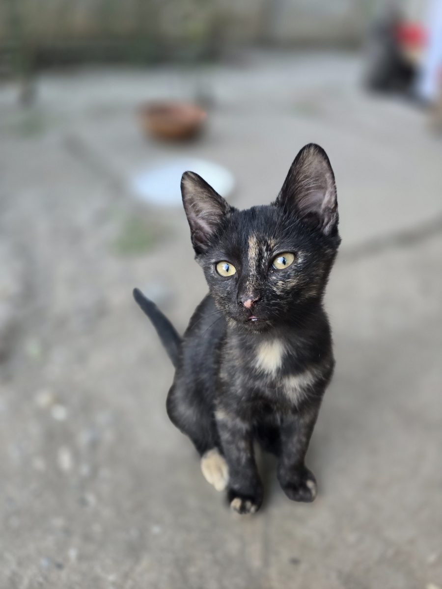 Astra si Nabi – adopta o pereche