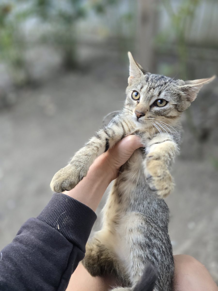 Nabi si Astra – adopta o pereche