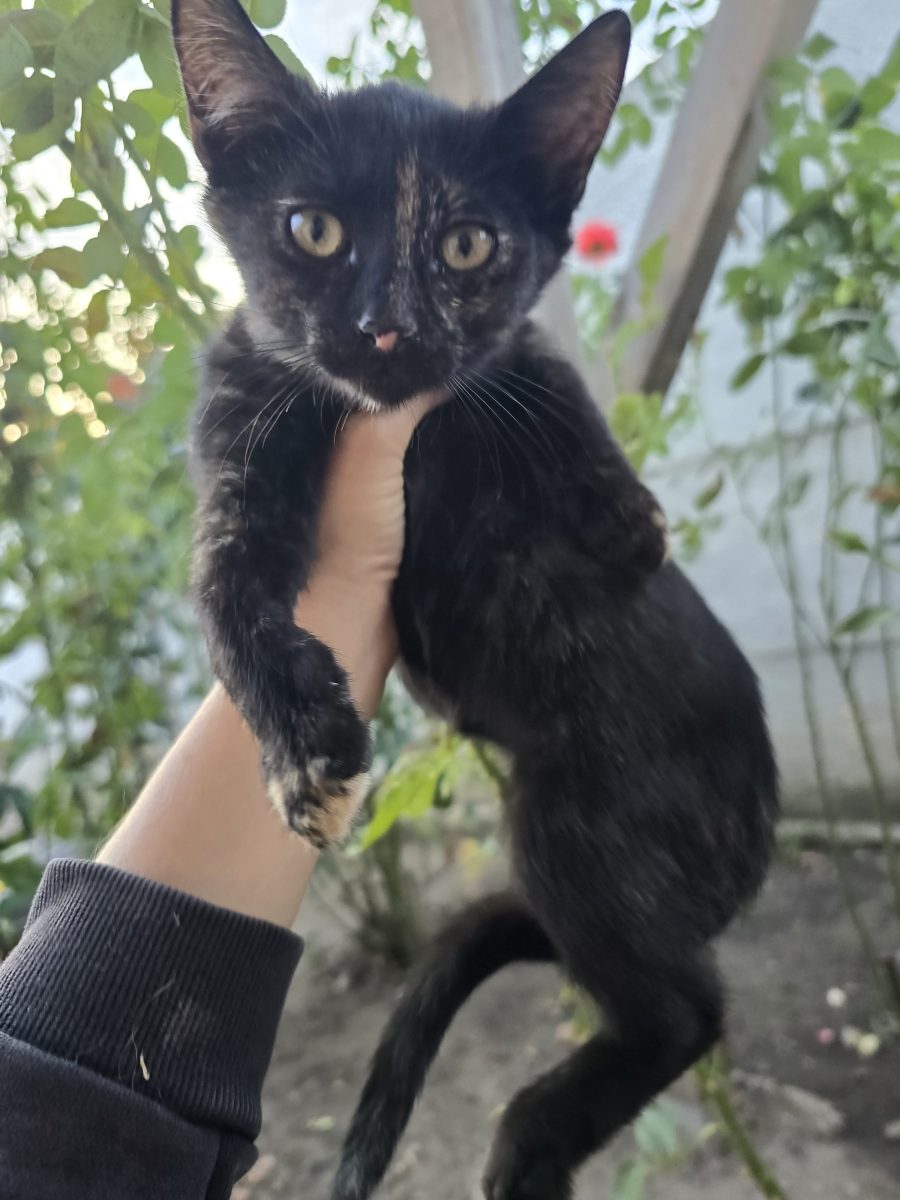 Astra si Nabi – adopta o pereche