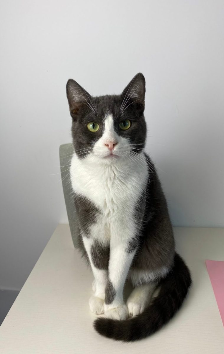 Mini, motanul Tuxedo