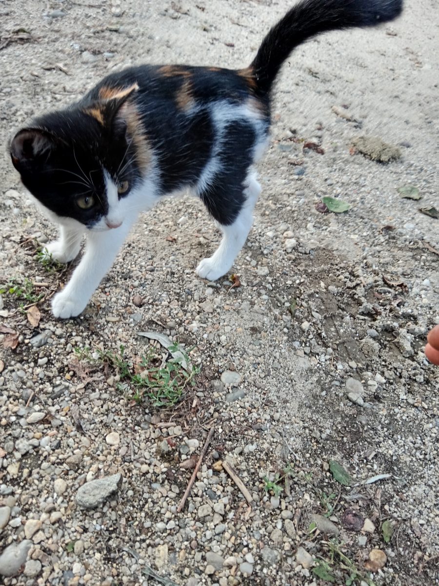 2 pisicuțe calico