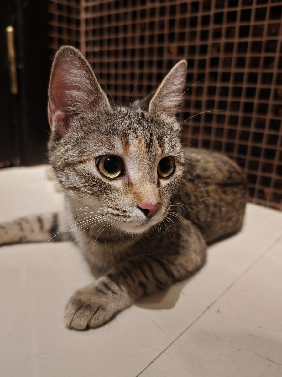 Luna cauta o familia care nu va parasi niciodată