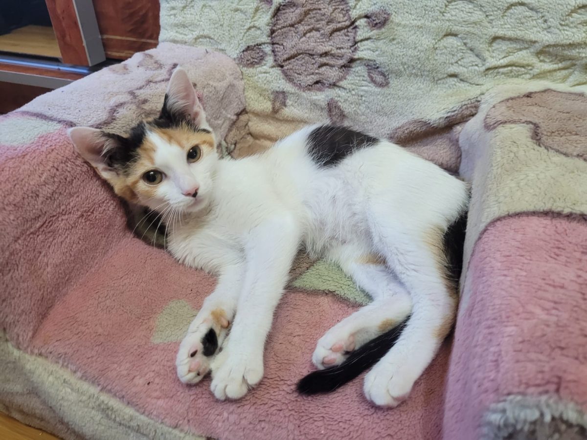 Maffin,pisica dornică de o familie!💖💖💖