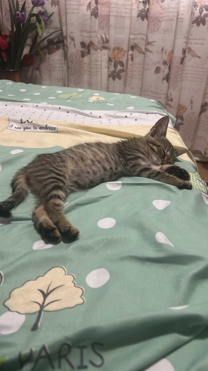 Pisicuța lipicioasa si dornica de o casuta