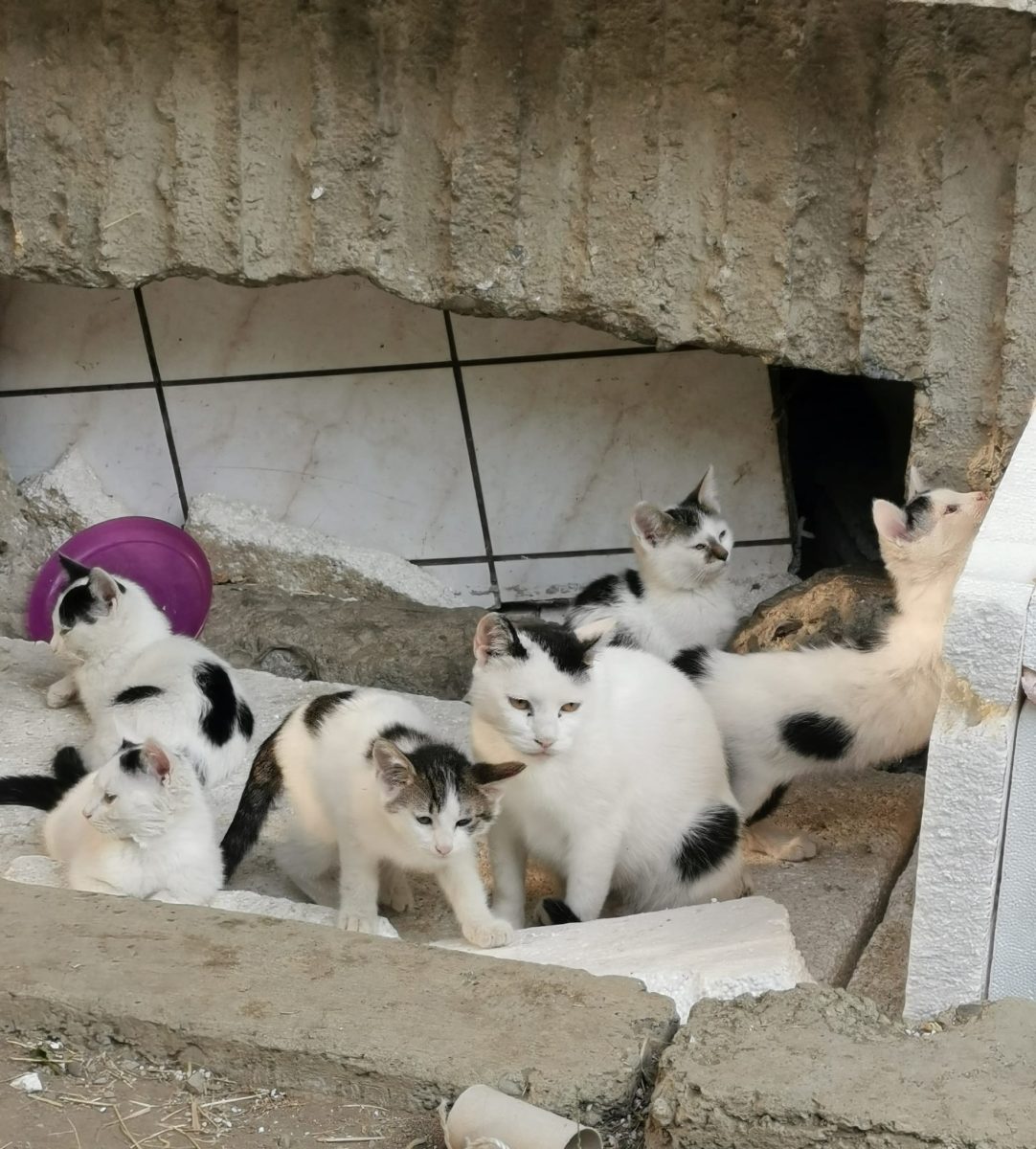 Pisicuțe albe spre adoptie