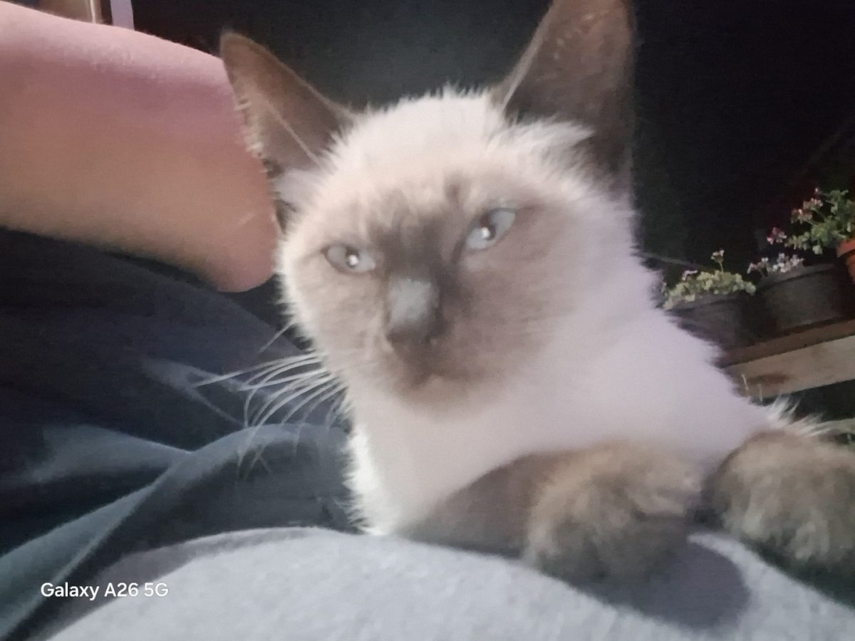 Birmaneza spre adoptie