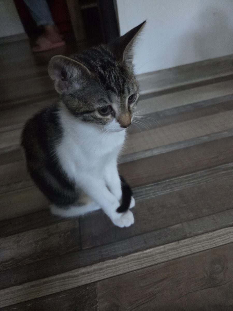 Pisica de adoptie