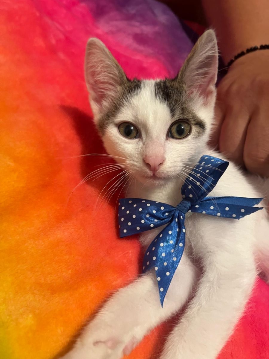 Baietel frumos pentru adopție!💙💙💙