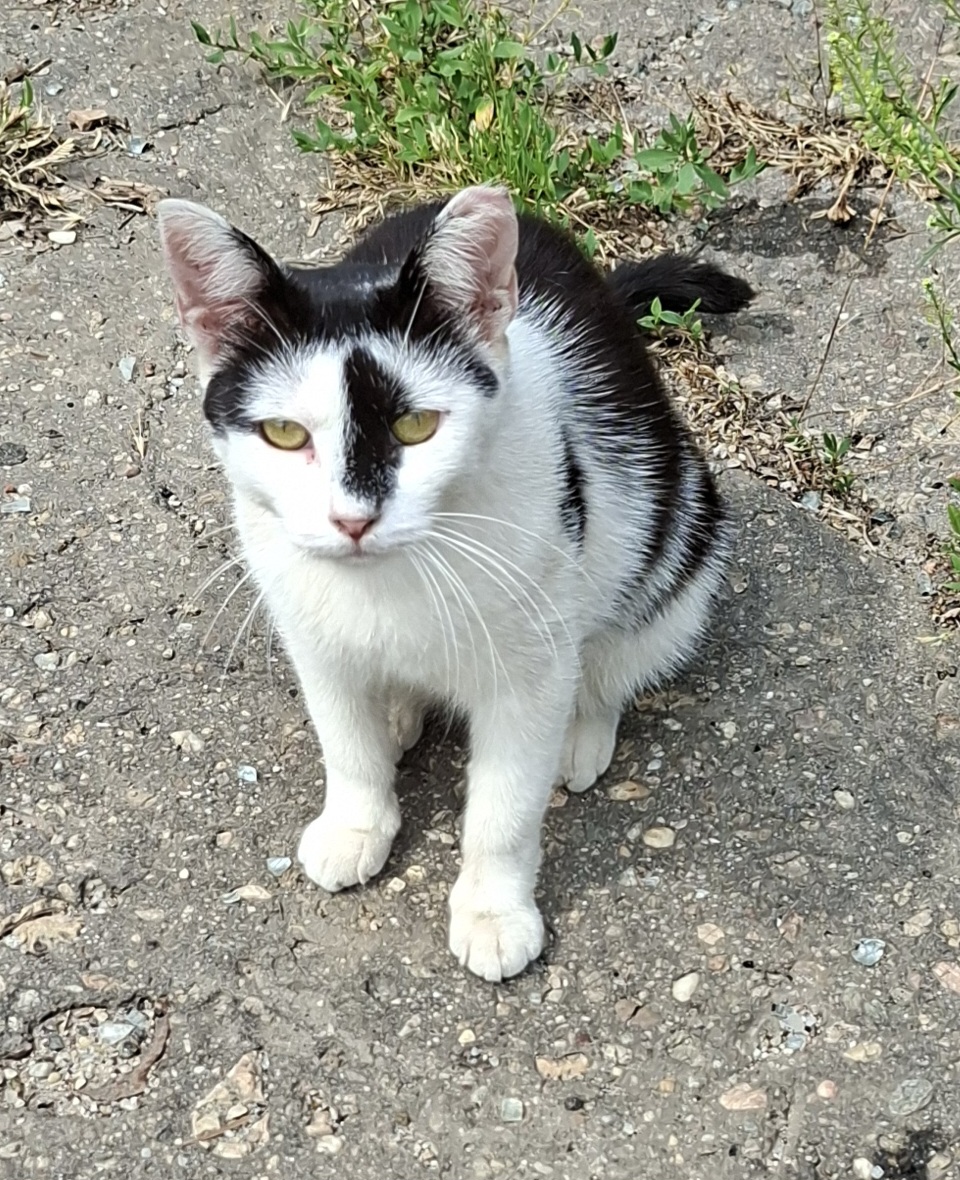 Adoptie pisica castrata Adelle