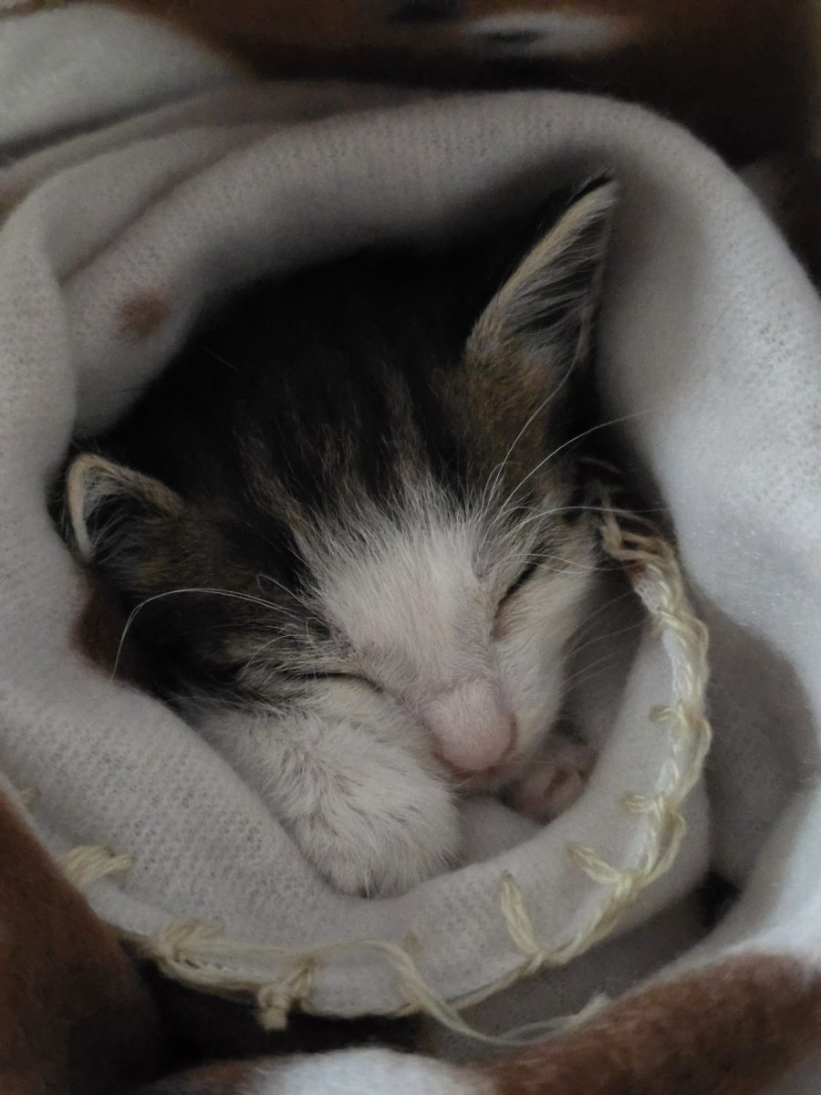 Sam își caută un căsuța lui!