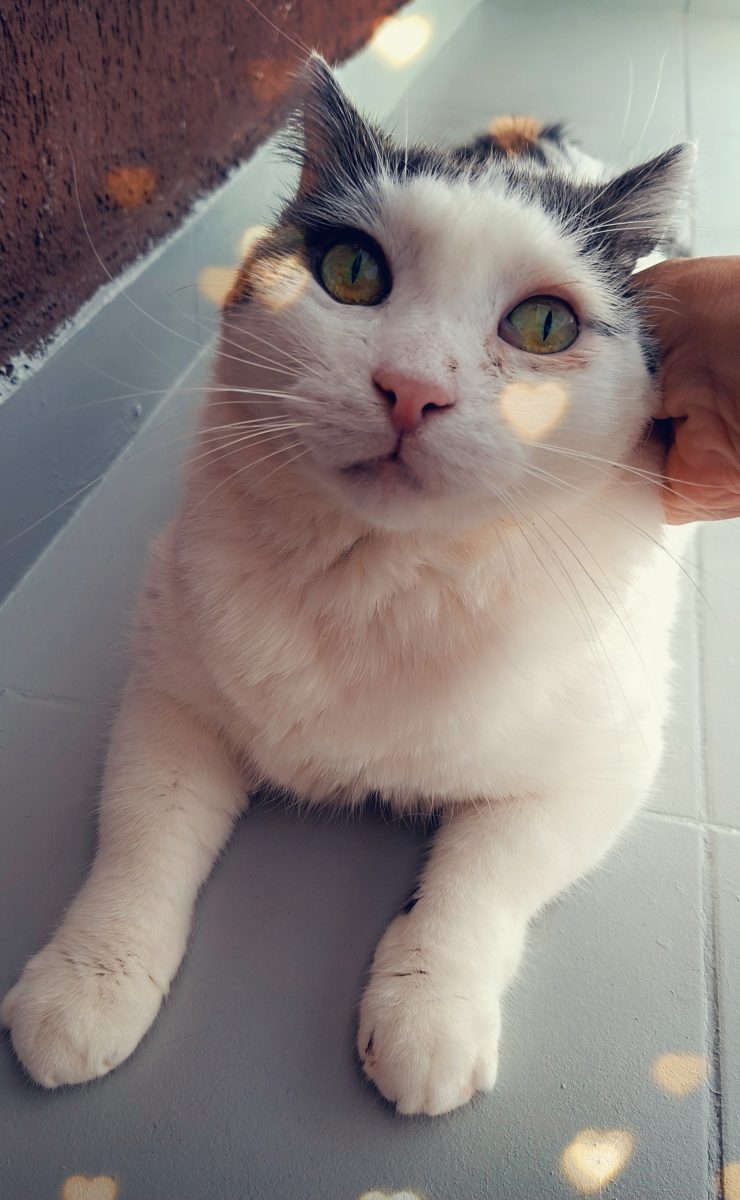 Adoptie motan castrat Martafoi
