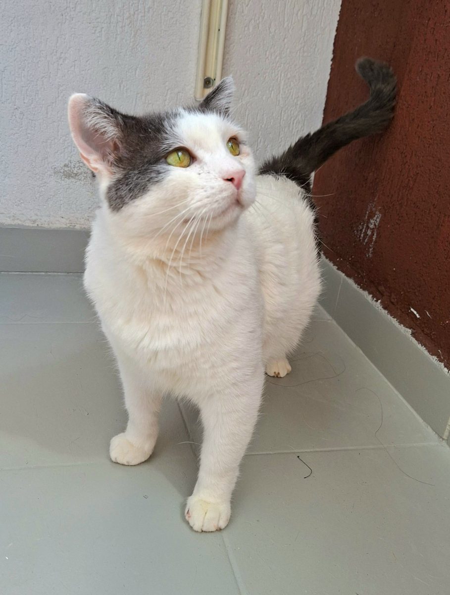 Adoptie motan alb castrat Martafoi