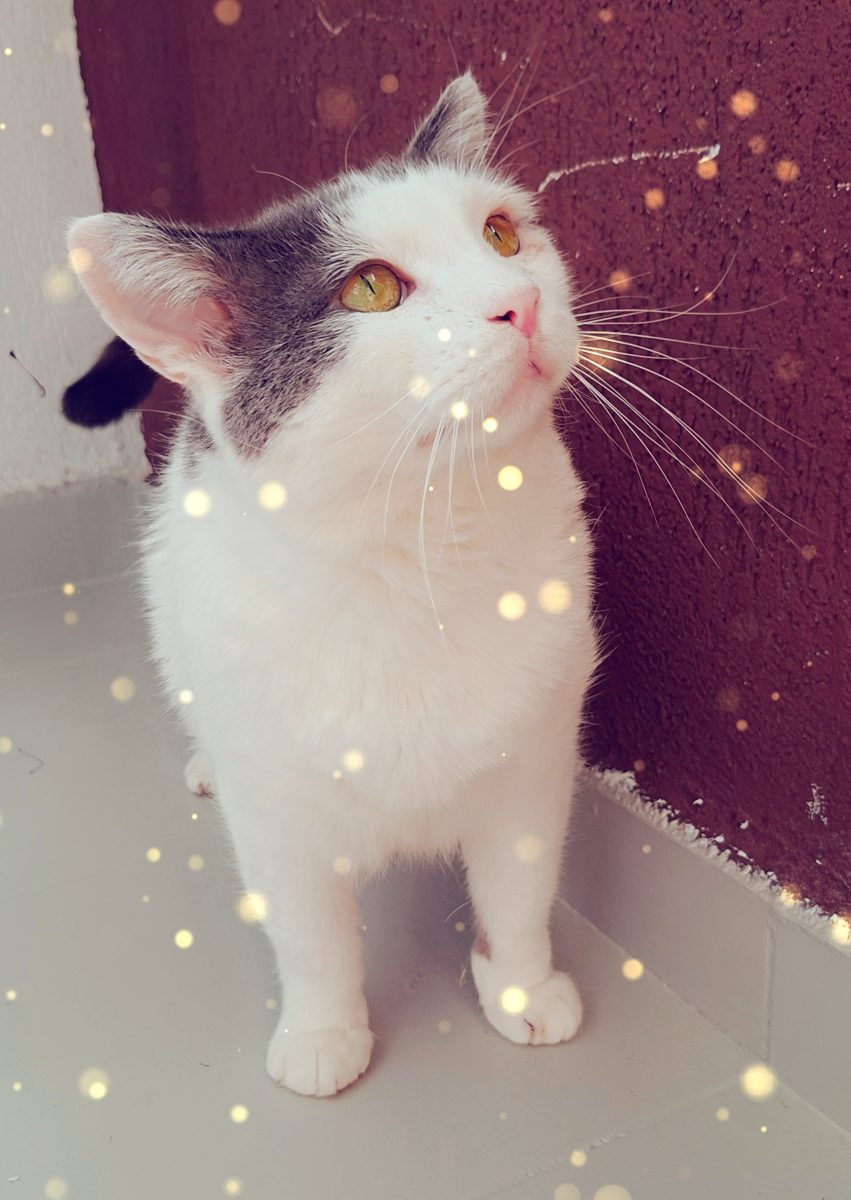 Adoptie motan alb castrat Martafoi