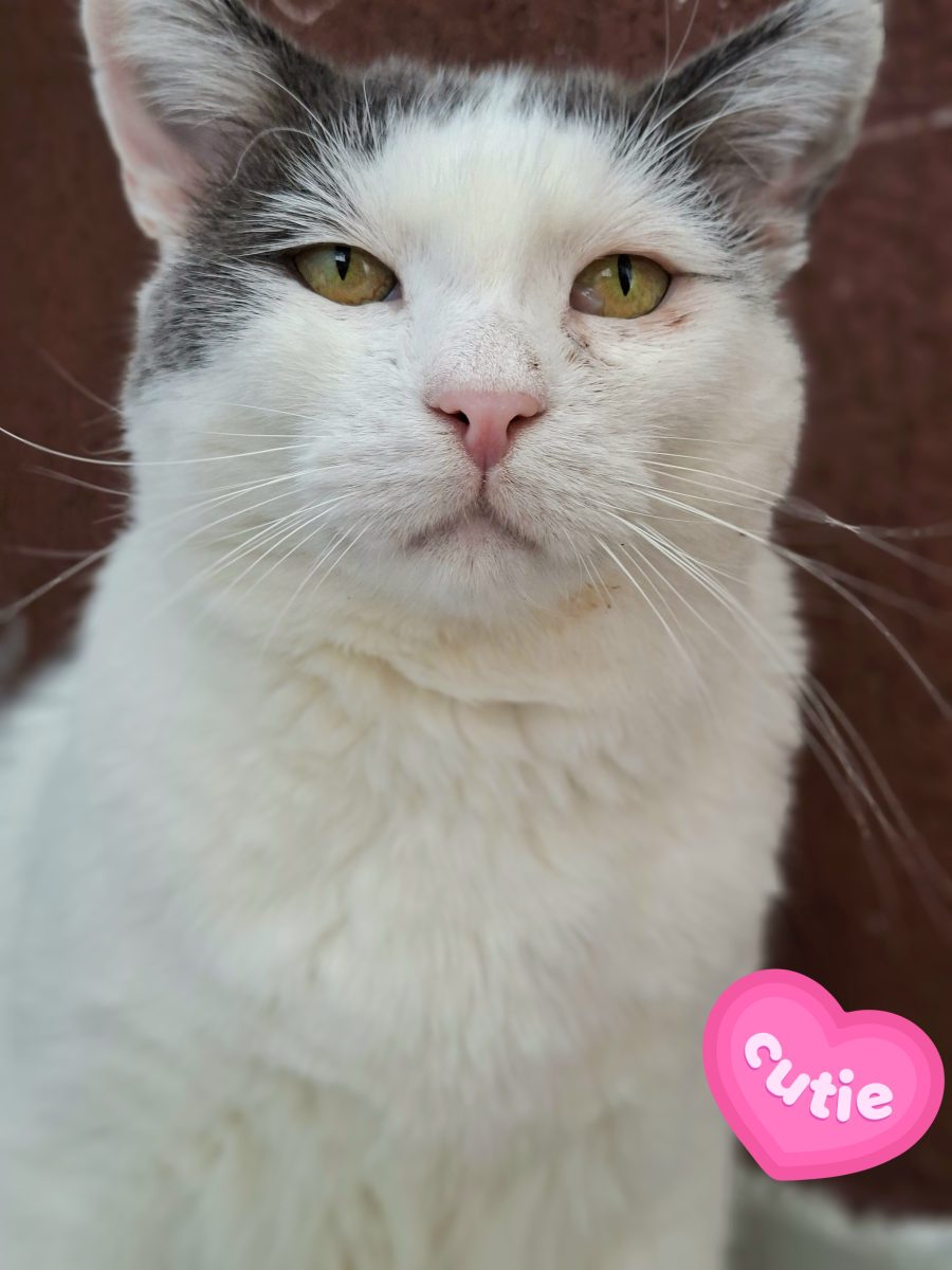 Adoptie motan alb castrat Martafoi