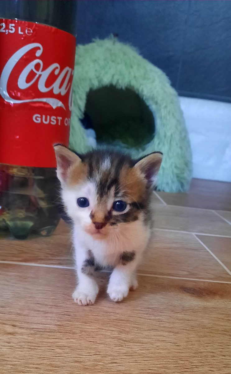 Fetiță calico, abandonată și salvată, își caută o familie responsabilă!