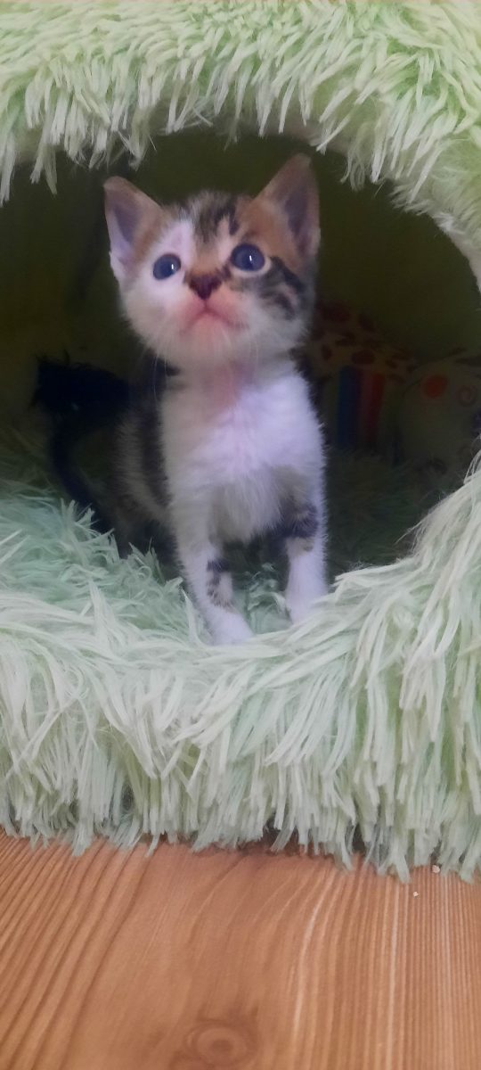 Motănel unic calico, abandonat și salvat, își caută o familie responsabilă!