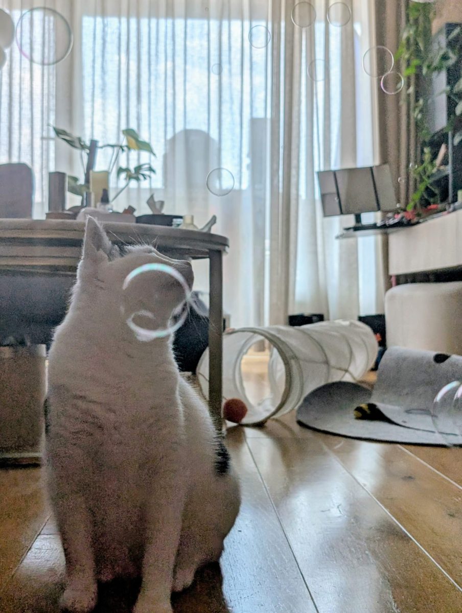 Luna (Muna) – pisicuța pentru adopție