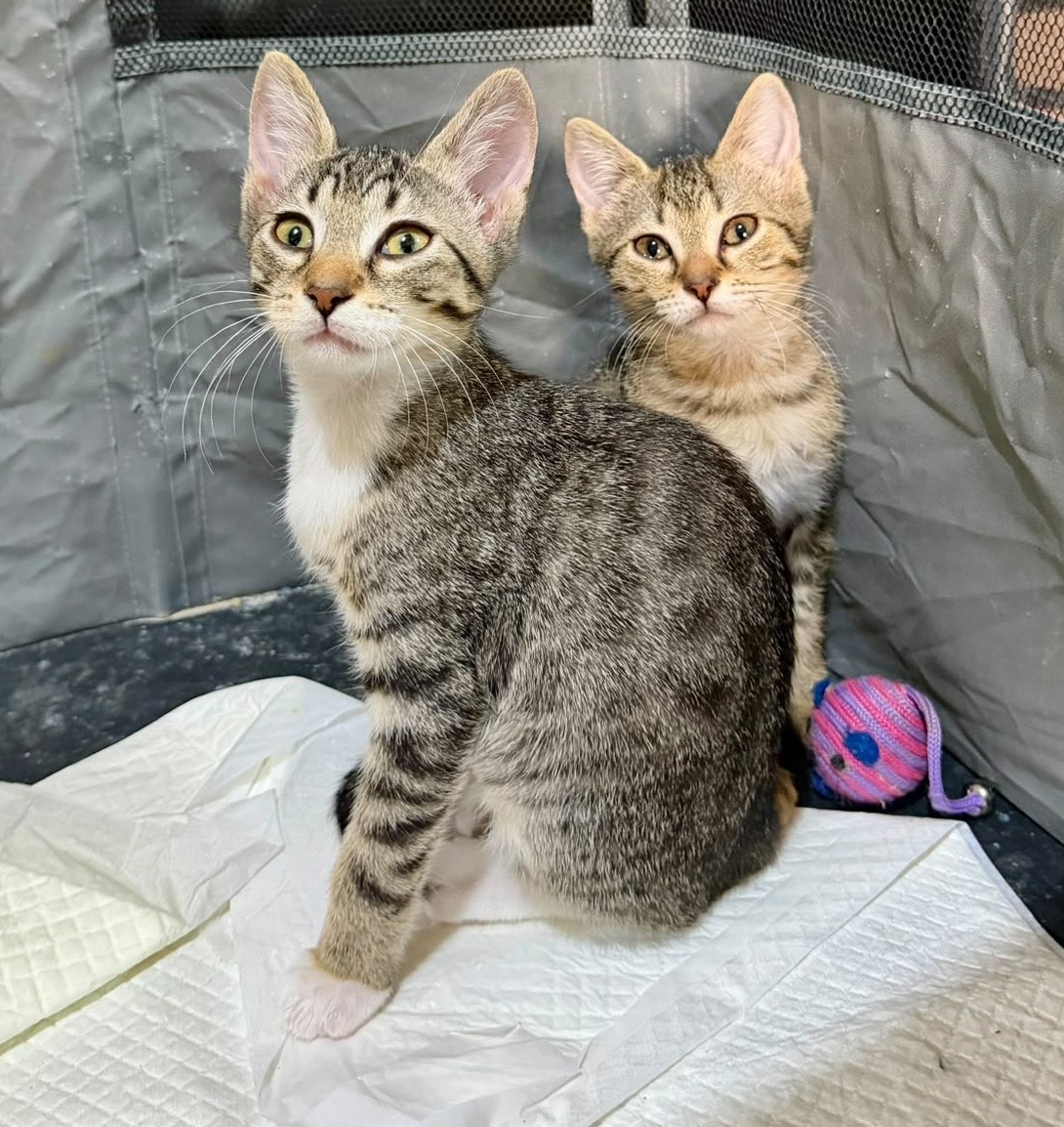 Aceste două sufletele au nevoie de adopție!💗💗💗