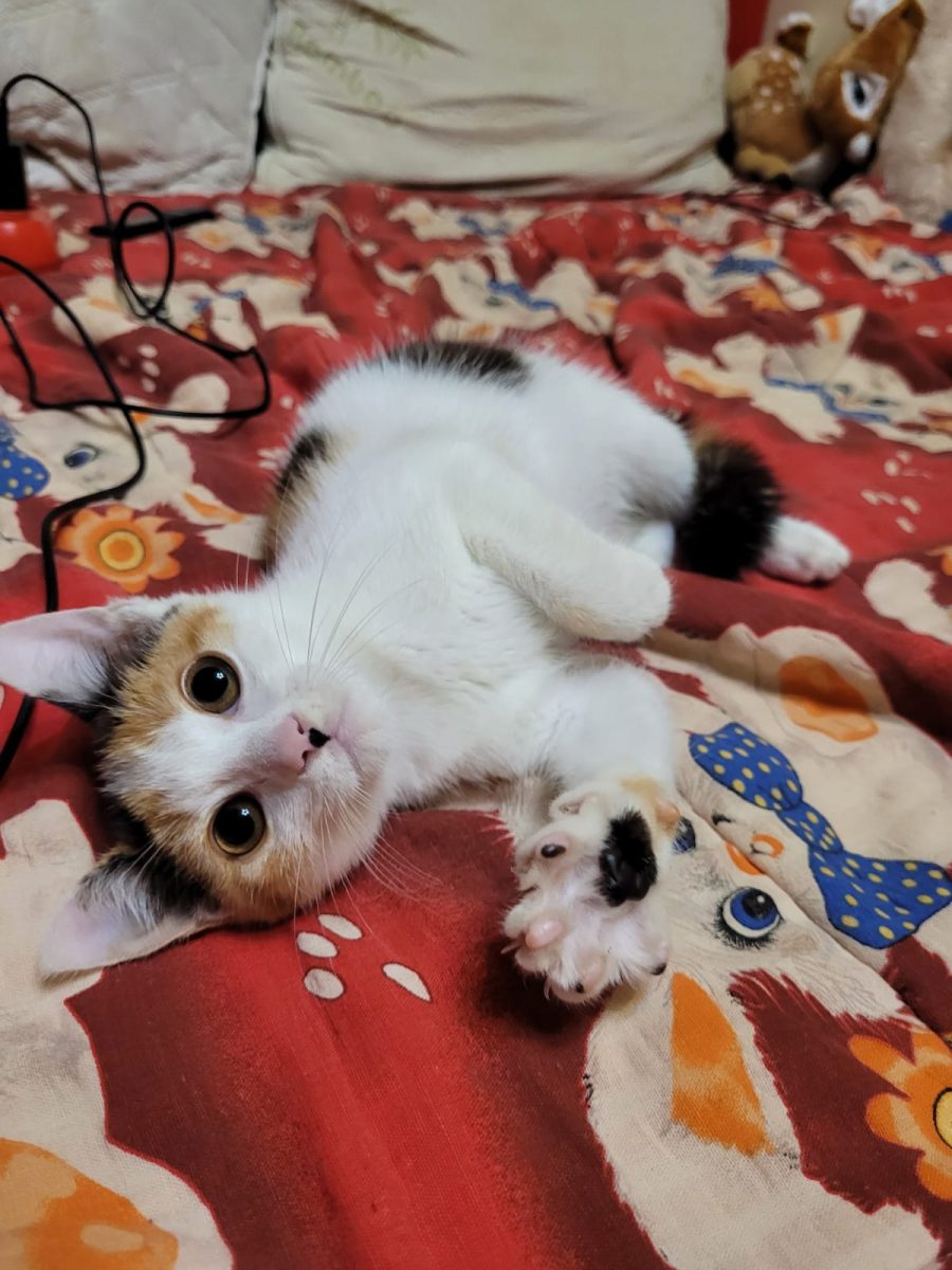 Dragalasa asta mică vrea o familie!💕💕💕