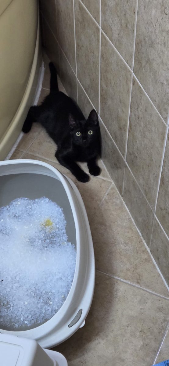 🖤 Caut familia pe care acest motănel negru o merită